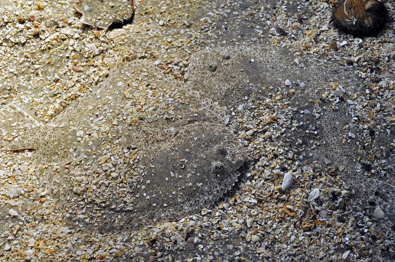 European plaice