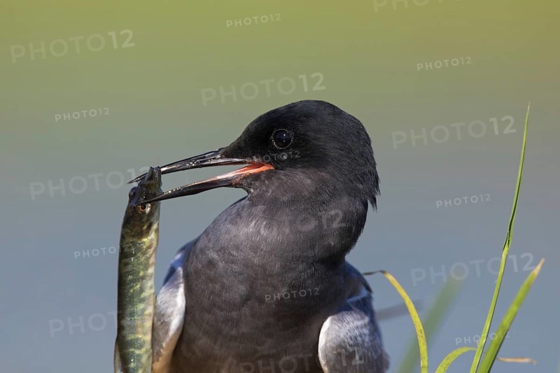 Close up of black tern