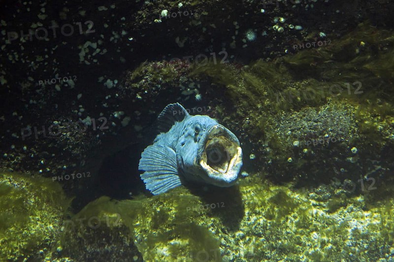 Atlantic wolffish