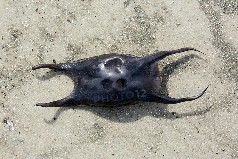 Undulate ray
