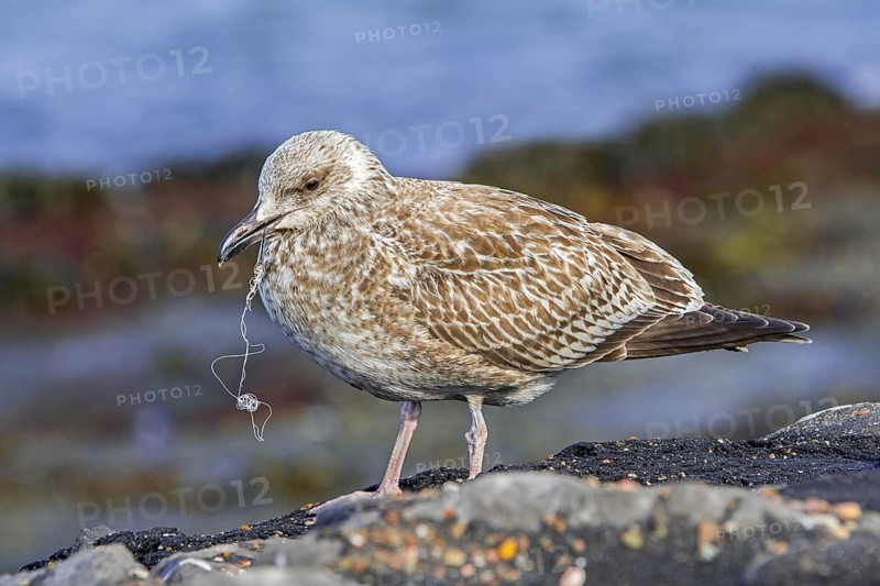 Injured juvenile European herring gull