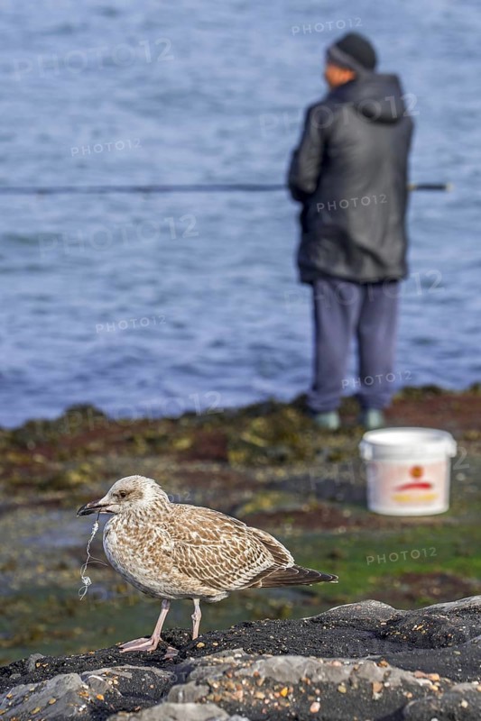 Injured juvenile European herring gull