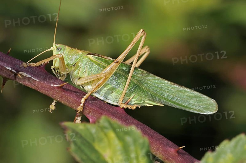 Great green bush cricket