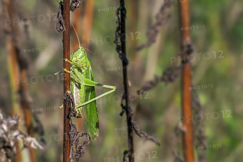 Great green bush-cricket