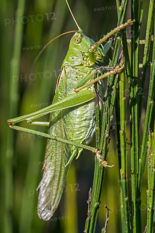 Great green bush-cricket