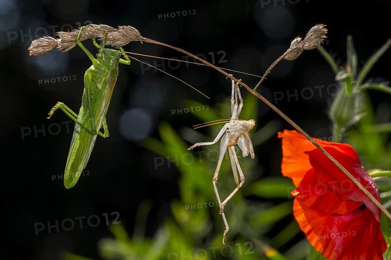 Great green bush-cricket