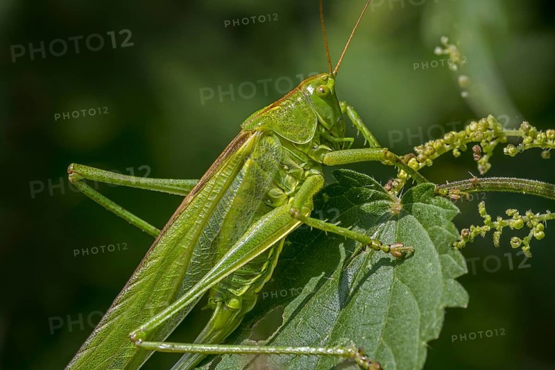 Great green bush-cricket