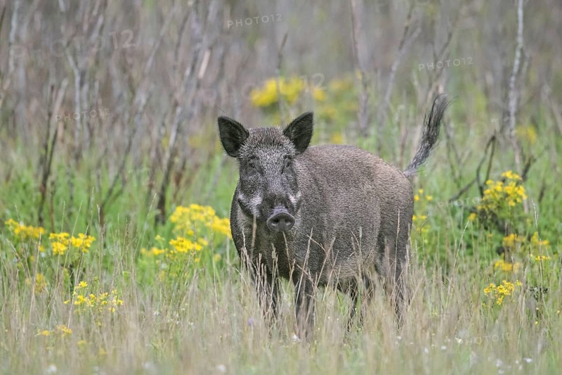 Solitary wild boar