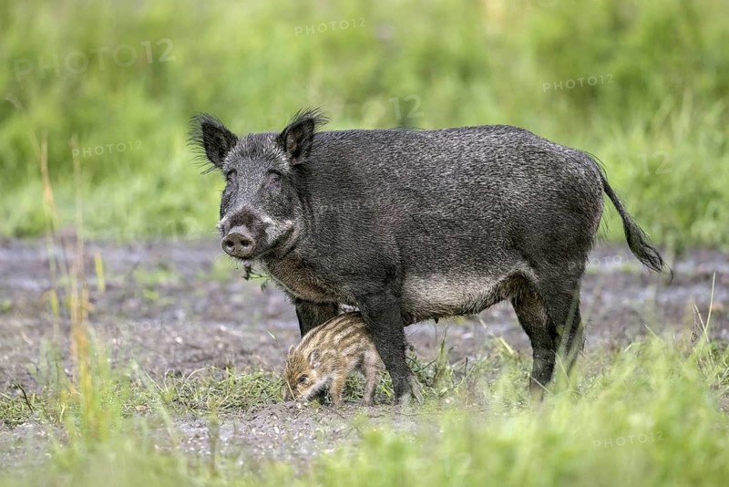 Wild boar