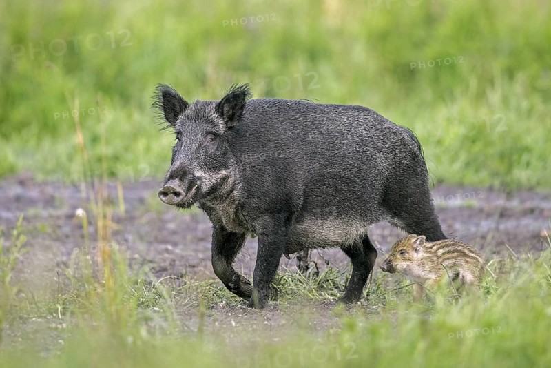 Wild boar