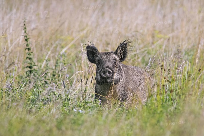 Solitary wild boar