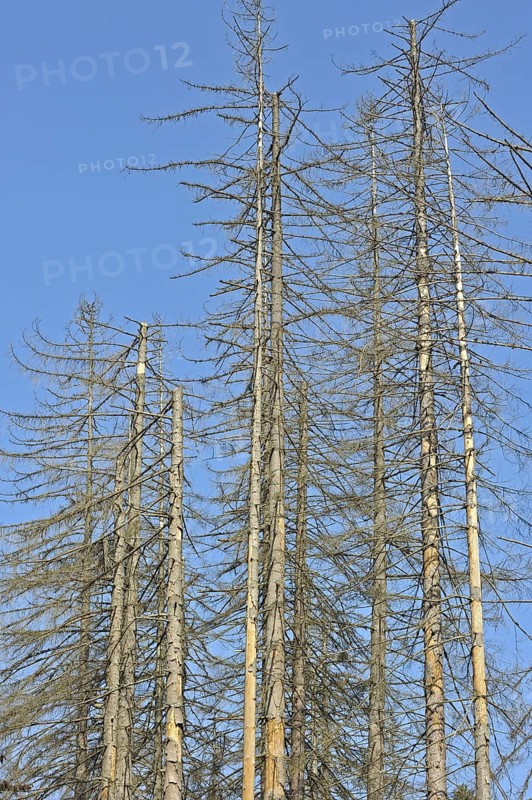 Broken dead spruce trees afflicted by Spruce Bark Beetle