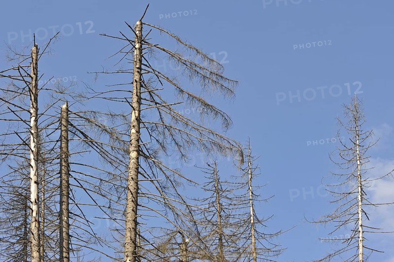 Broken dead spruce trees afflicted by Spruce Bark Beetle