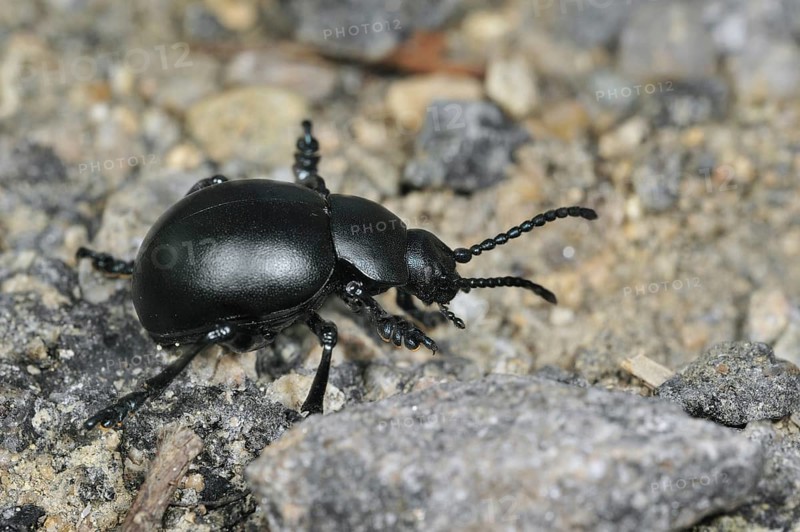 Bloody-nosed beetle