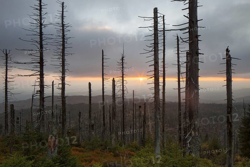 Broken dead spruce trees afflicted by European spruce bark beetle