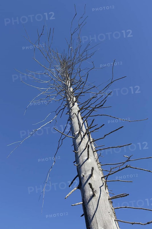 Dead spruce tree afflicted by European spruce bark beetle