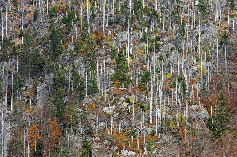 Killed spruce trees afflicted by European spruce bark beetle