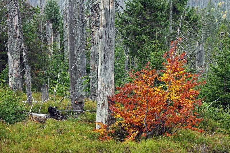 Killed spruce trees afflicted by European spruce bark beetle