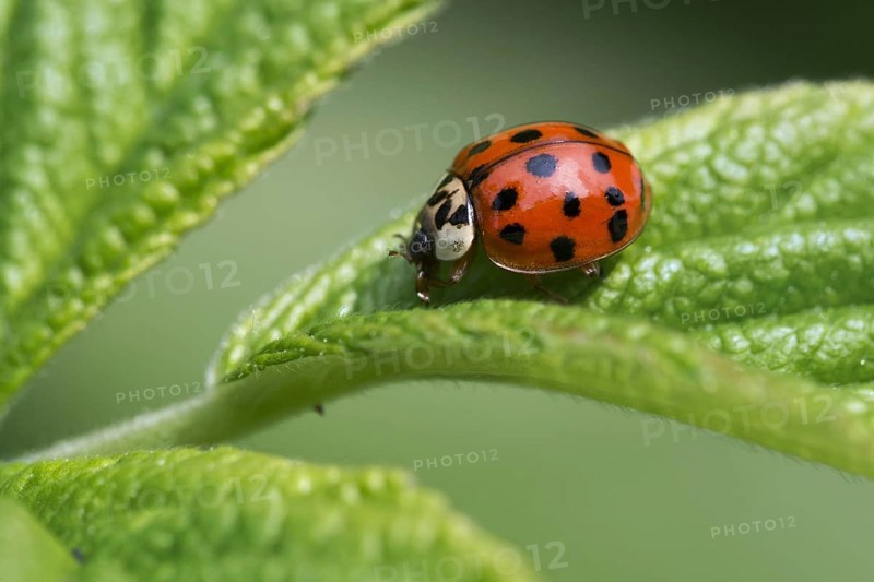 Harlequin ladybird