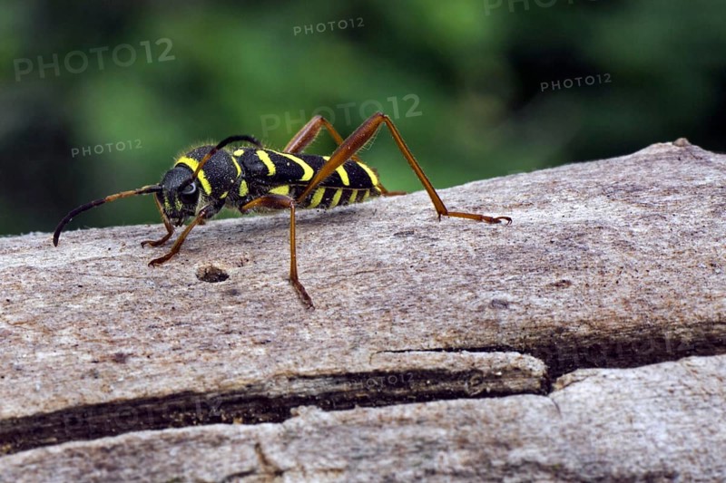 Wasp beetle