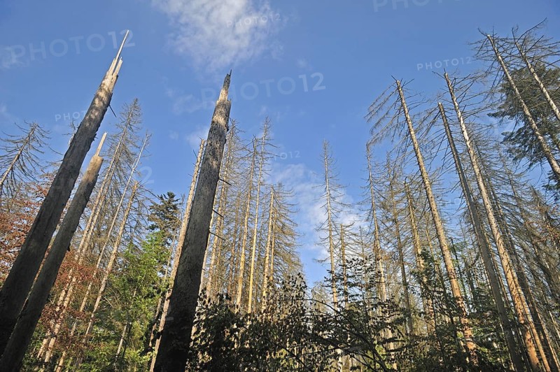 Broken dead spruce trees afflicted by European spruce bark beetle