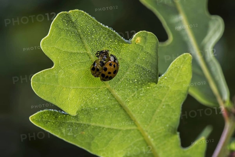Harlequin ladybird