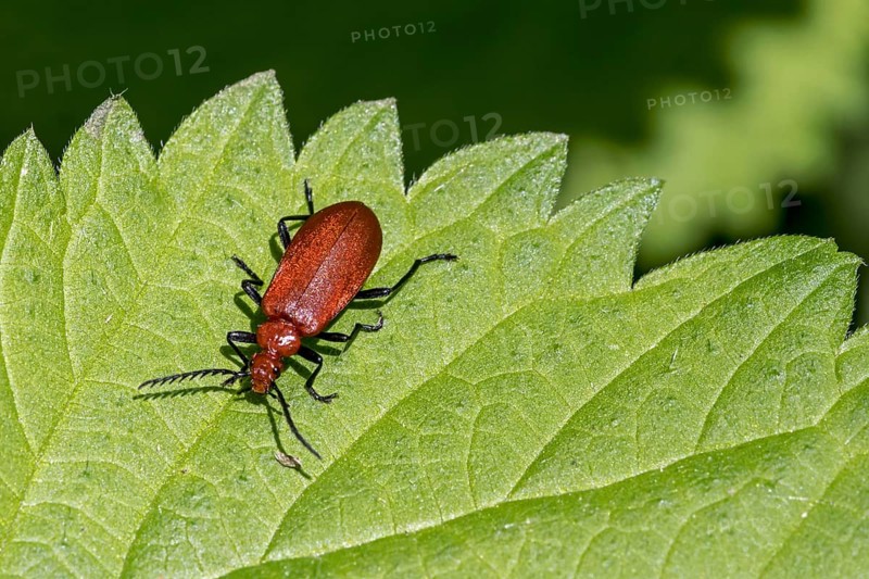 Red-headed cardinal beetle