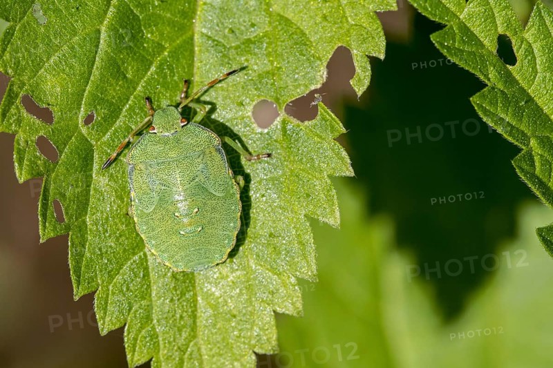 Green shield bug