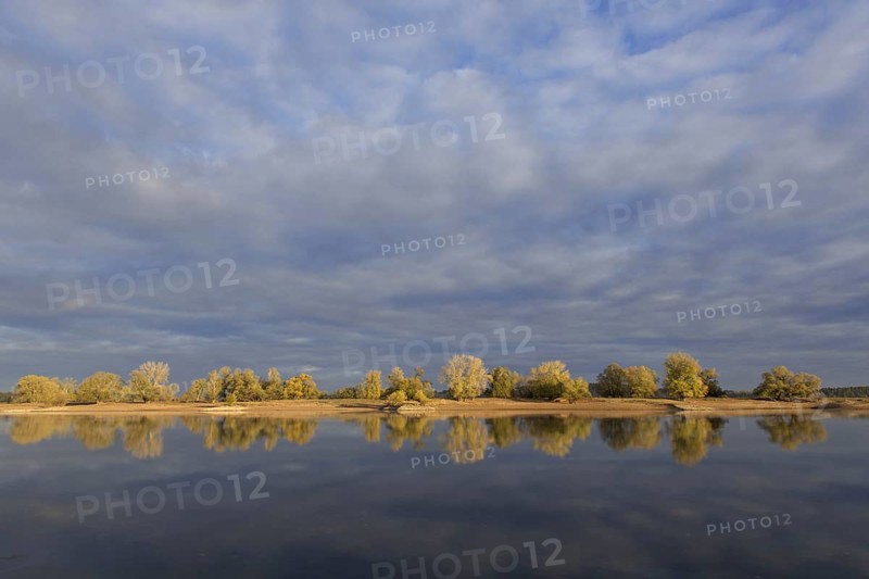 Trees in autumn colours along the river Elbe