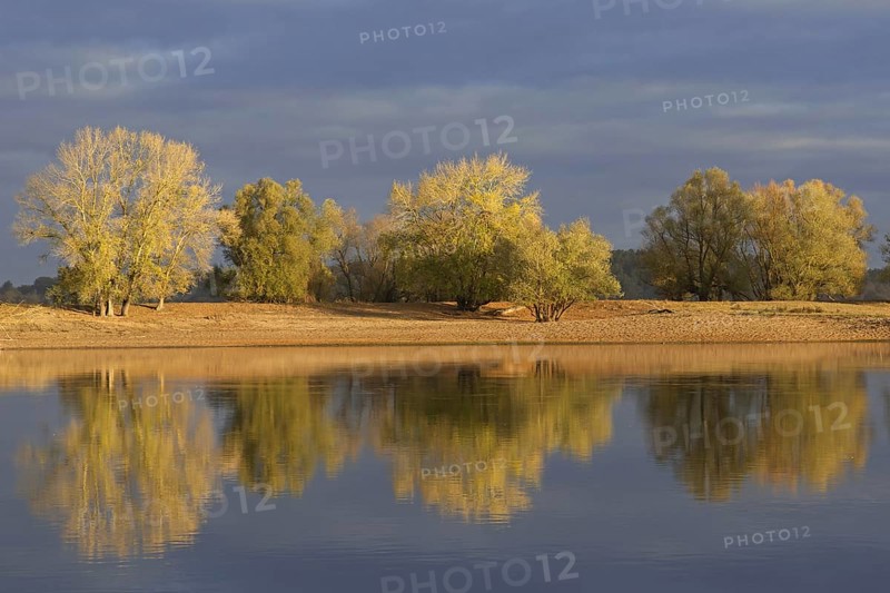 Trees in autumn colours along the river Elbe