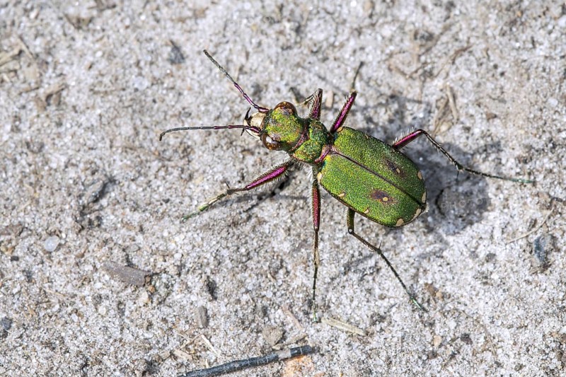 Green tiger beetle
