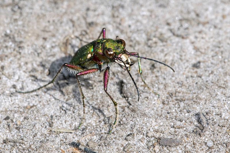 Green tiger beetle