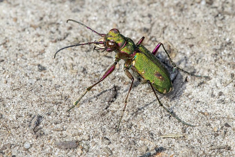 Green tiger beetle