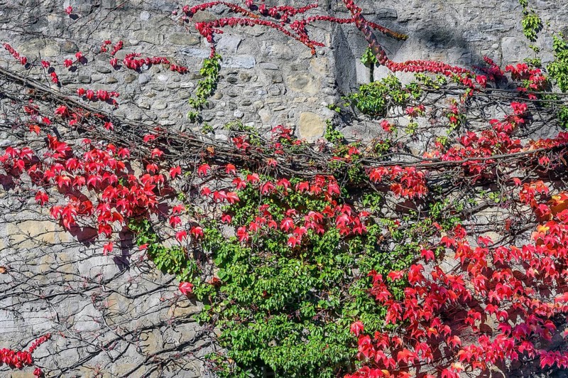 City wall with boston ivy