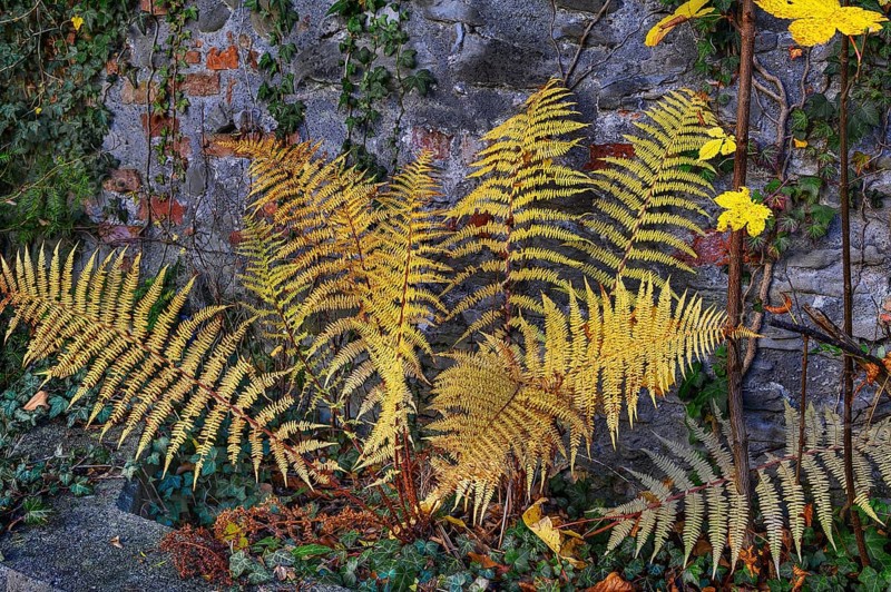 Autumnal yellow fern and common ivy
