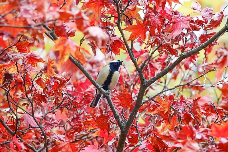 Great tit