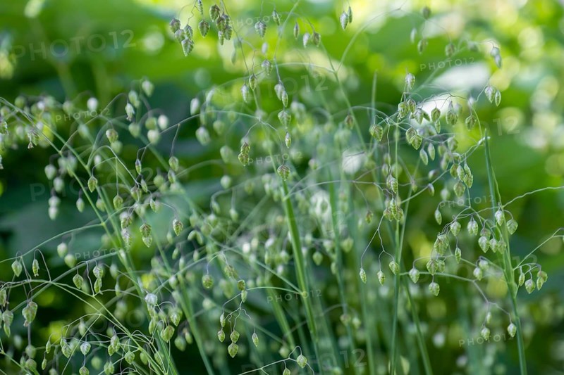 Inflorescence of quaking grasses