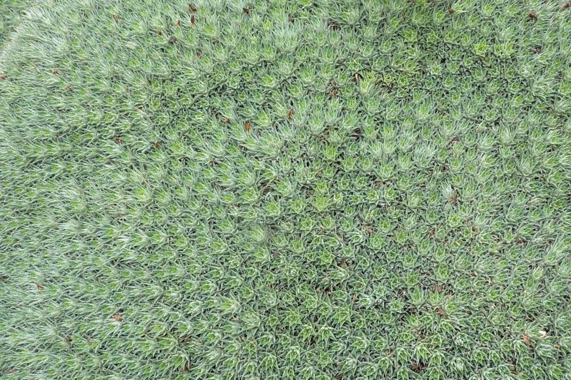Deuterocohnia brevifolia