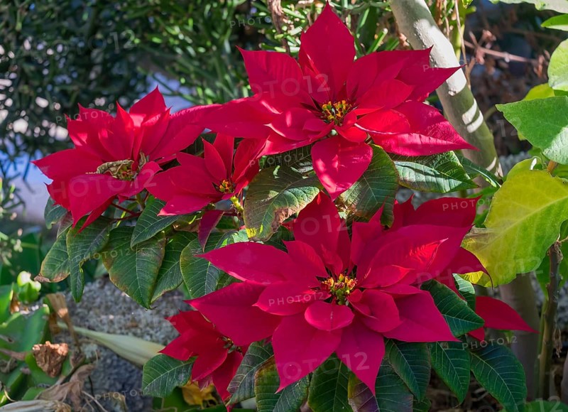 Poinsettia