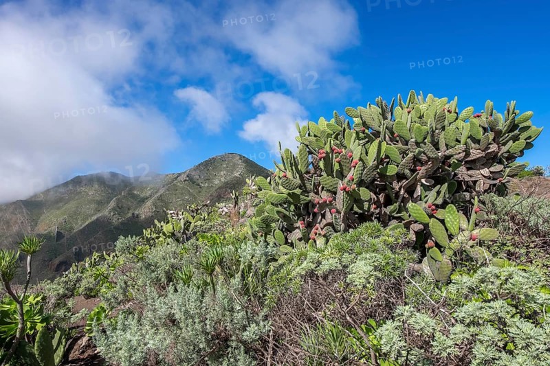 Vegetation with cactus pears