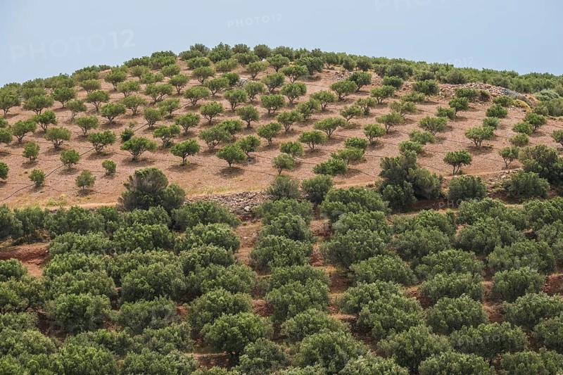 Olive mountains