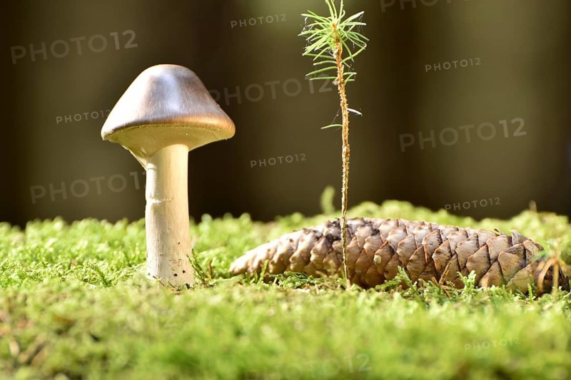Cap mushroom with intact velum on a moss cushion in a coniferous forest