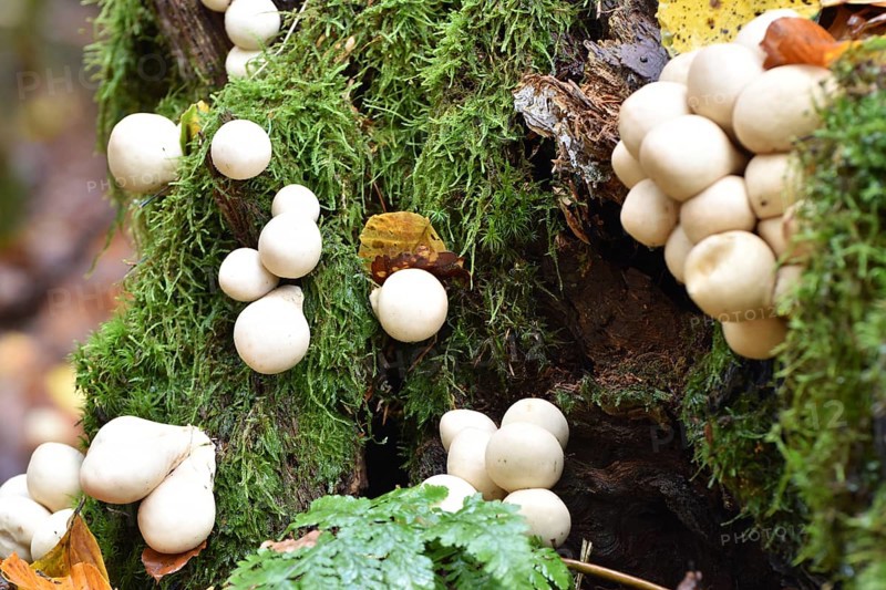 A group of pear-shaped puffball
