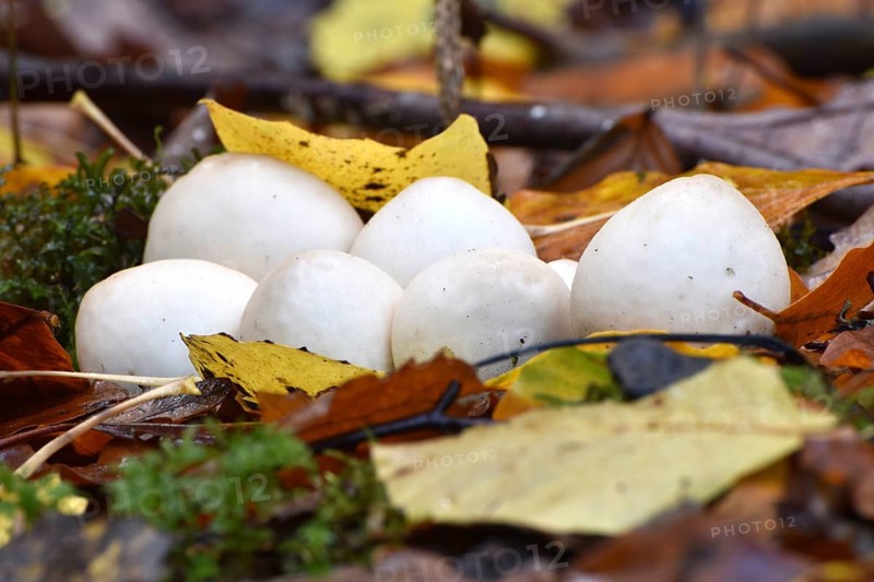 A group of pear-shaped puffball