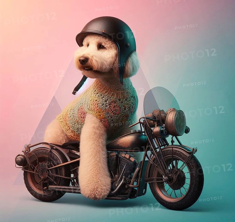 Portrait of funny bad labradoodlw dogs gang riding hot rod steampunk motorcycles wearing helmet and poncho over a solid backgrpound ai generated