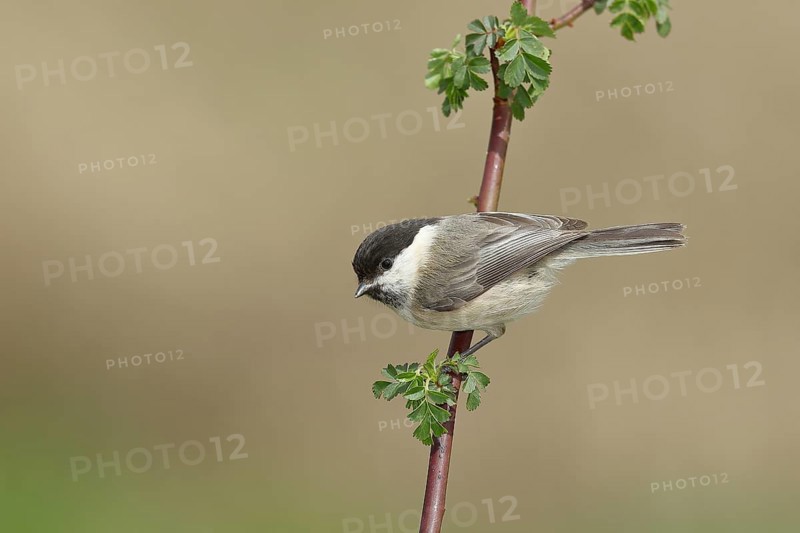Willow tit