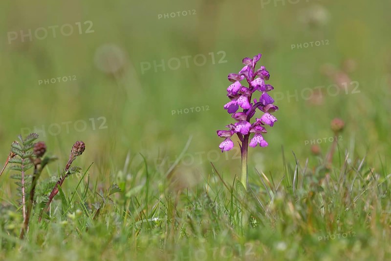 Small orchid