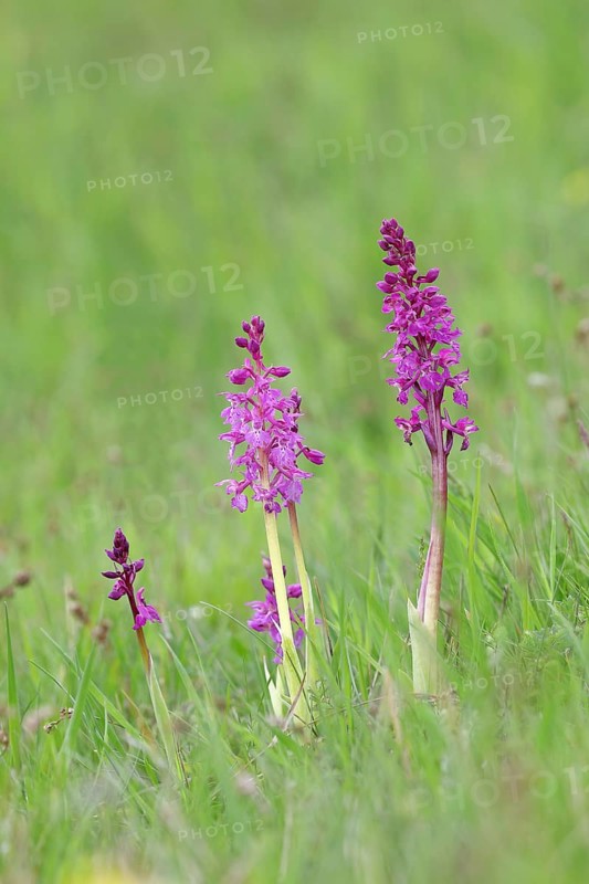 Early purple orchid