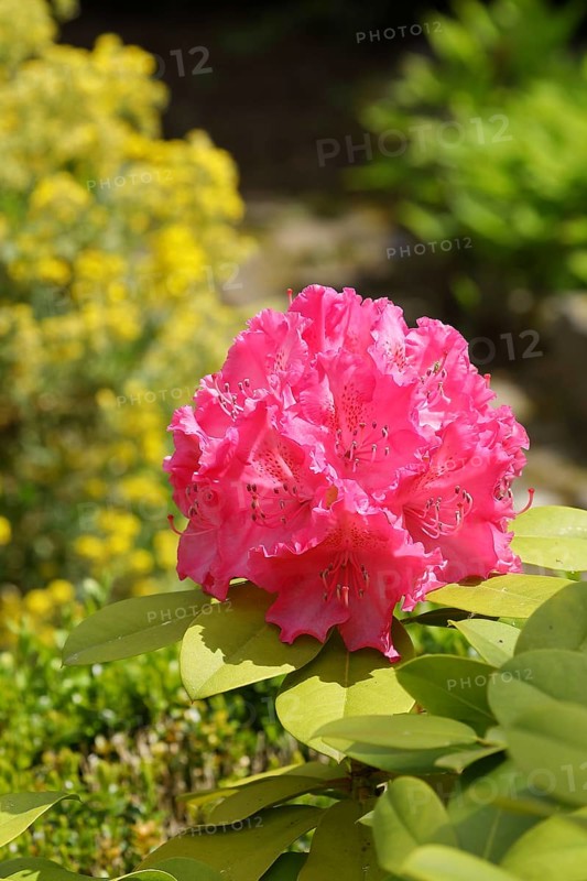 Rhododendron flowers