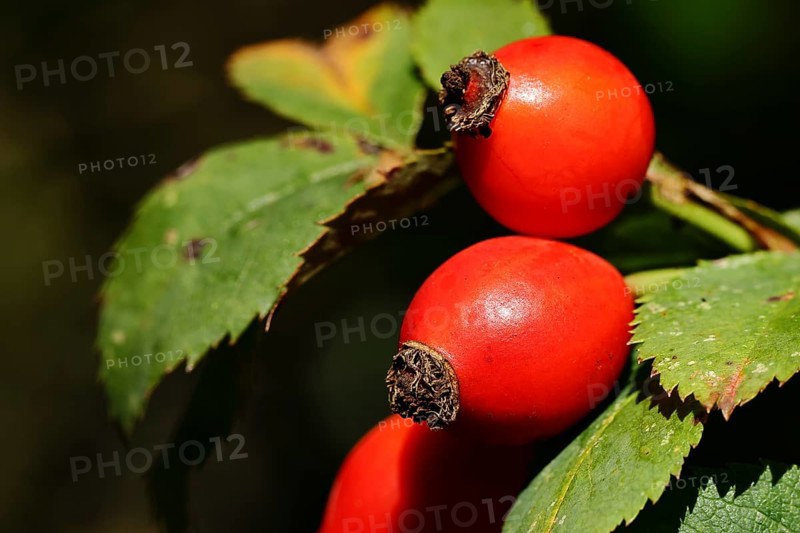 Ripe rosehip fruit of the dog rose